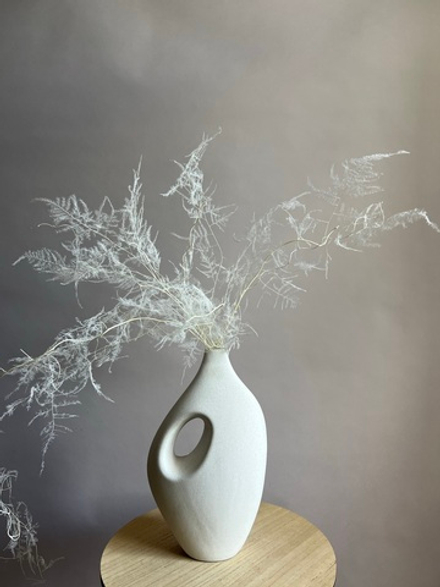 Аспарагус стабилизированный перистый белый