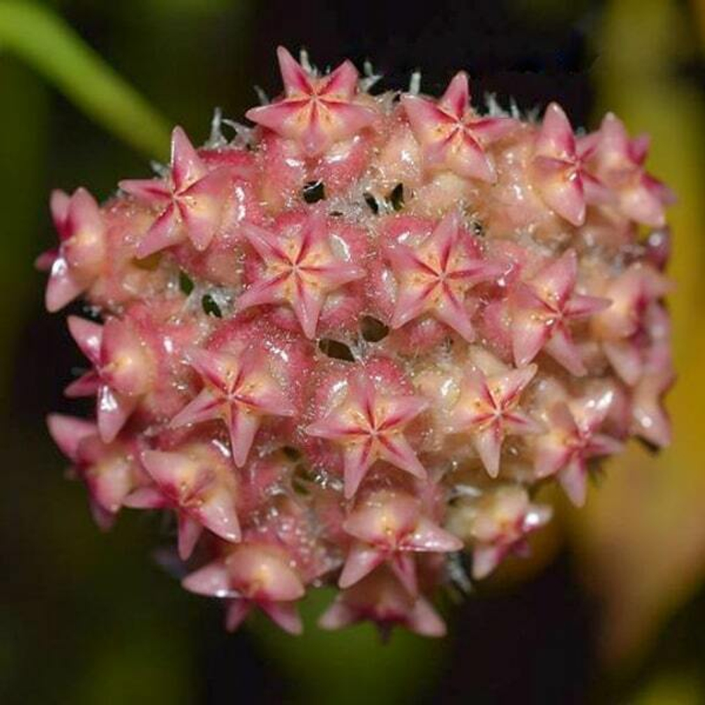 Хойя 101-MINDORENSIS PINK FLOWERS