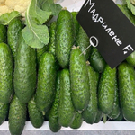 Мадрилене F1 семена огурца (Seminis)