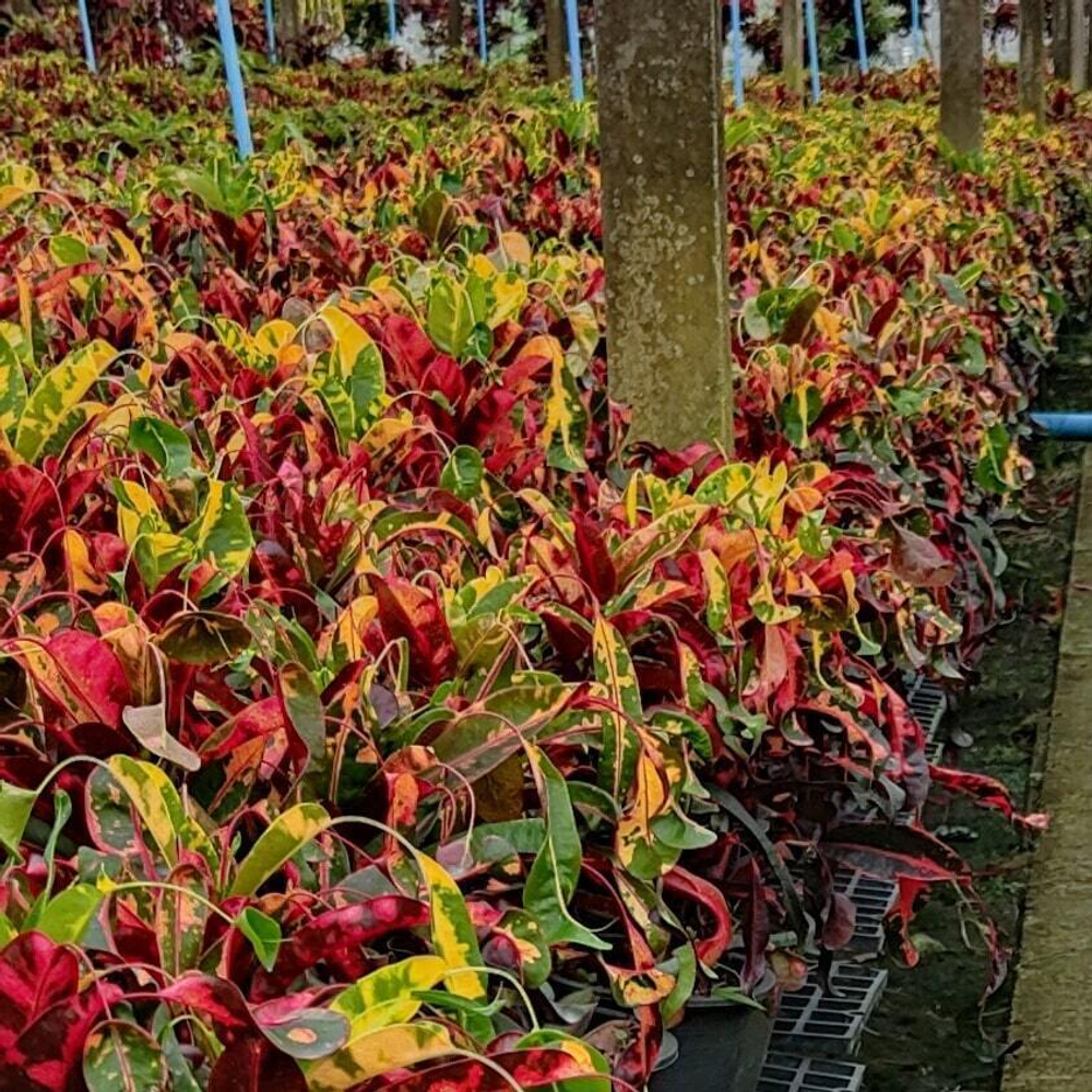 Кротон RED DIAMOND – YAD MANEE
