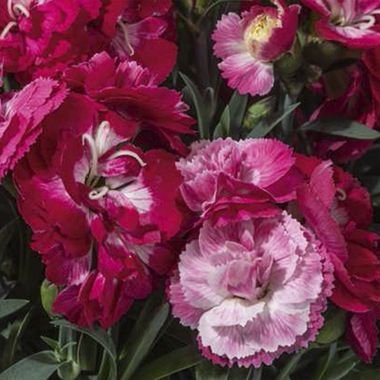 1624 Гвоздика SWEET PLEASURE M ROSE BICOLOR (ВЕСНА 2025)