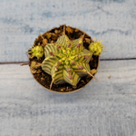 Euphorbia meloformis f. Variegated (Эуфорбия вариегатная)