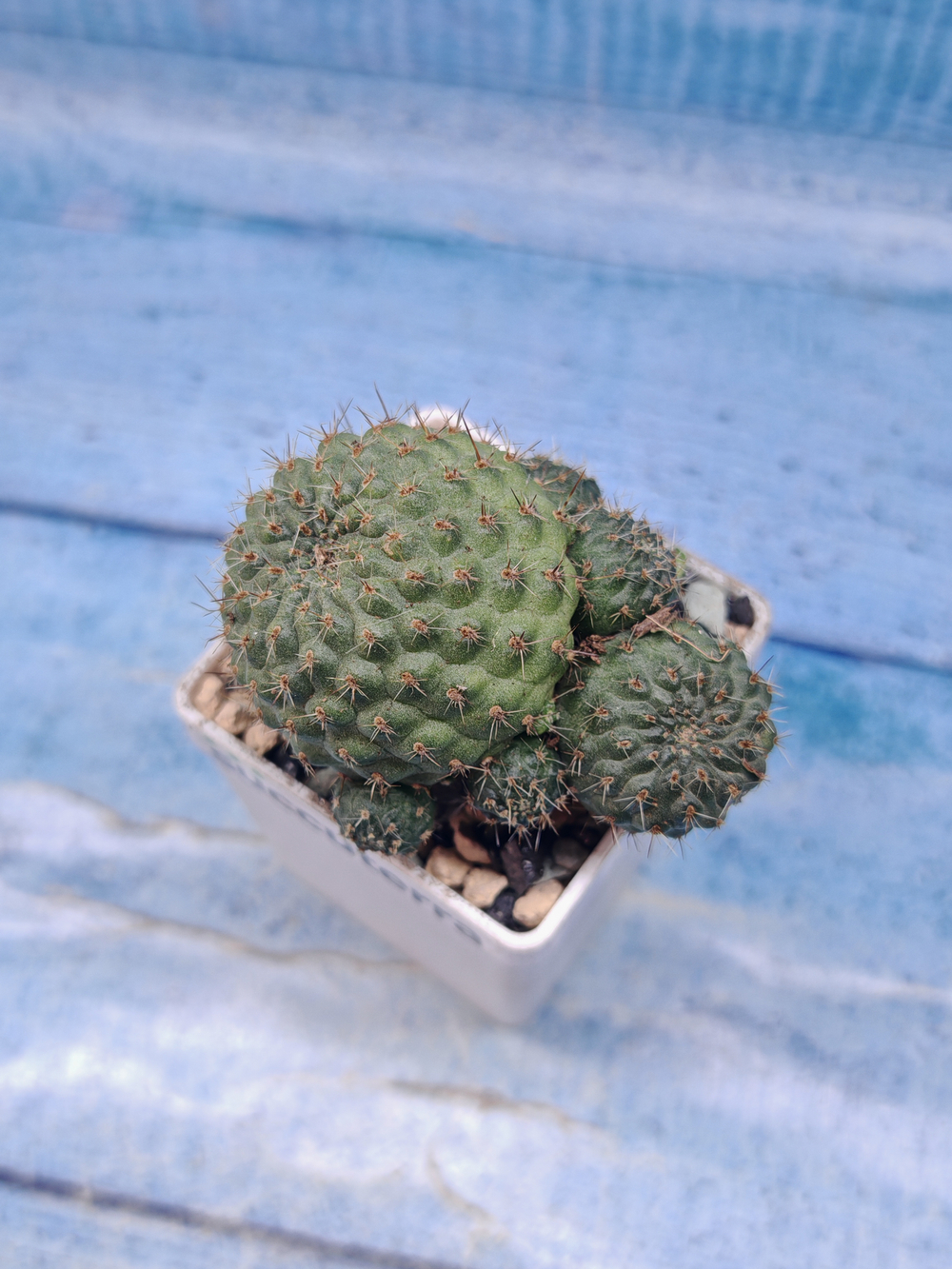 Rebutia Nitida (Ребуция)