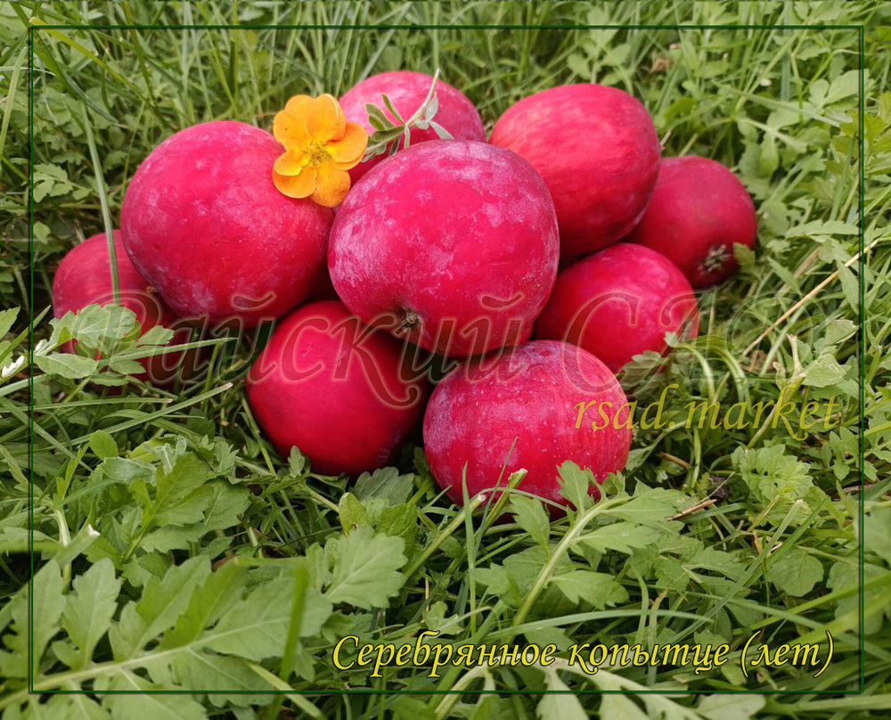 Яблоня Серебряное копытце