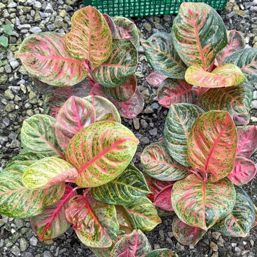 Аглаонема SOMBAT SIAM GREEN RED