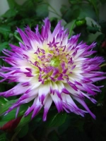 Георгин кактусовидный Веритейбл