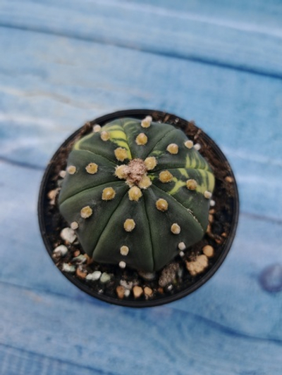 Astrophytum Asterias variagate (Астрофитум)