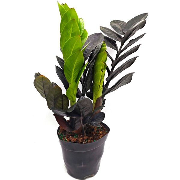 Замиокулькас Равен D12 H40