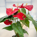 Антуриум Андрэ NEVADA