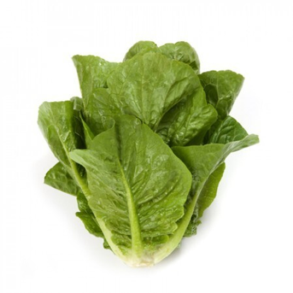 РАФАЭЛЬ семена салата (Rijk Zwaan | Alexagro) – фото 3