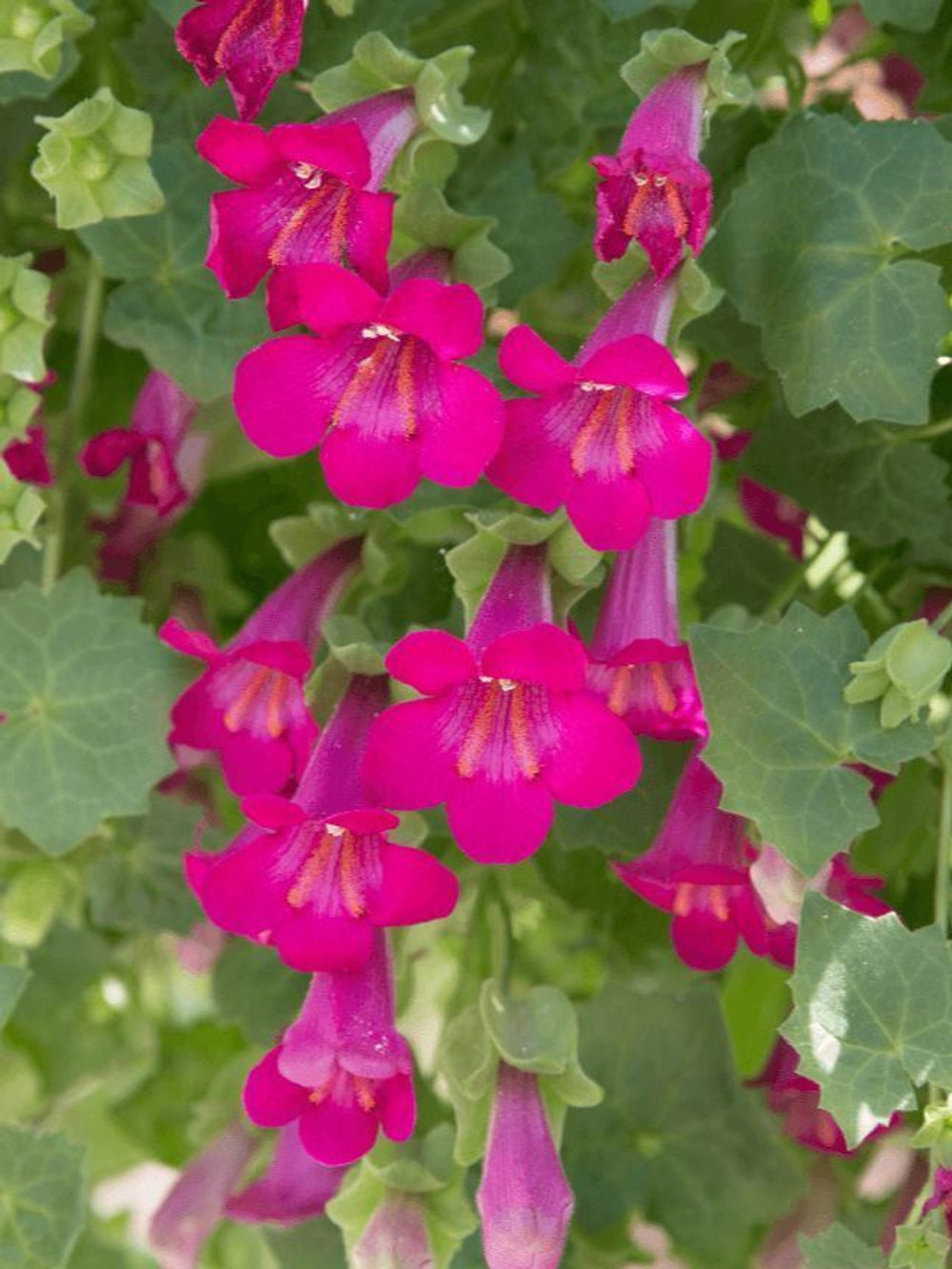 Лофос Lophospermum Compact Pink