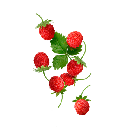 %% STARLINE - Wild Strawberries (210g)