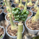 Адениум DHA ROSE LEAF привитый