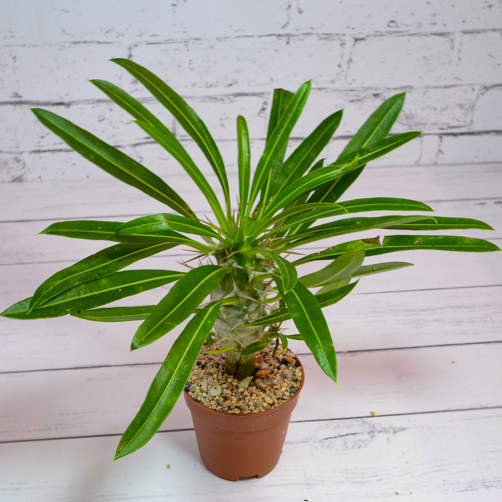 Pachypodium Lamerei (Пахиподиум)