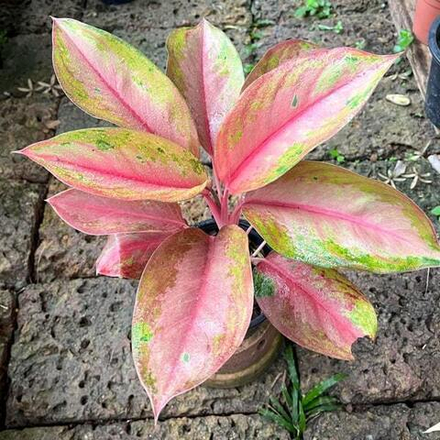 Аглаонема MINK MONGKOL