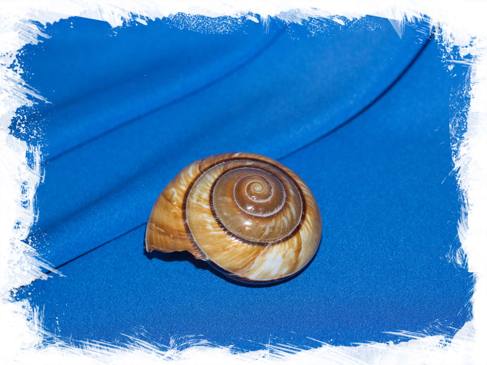 Гигантская наземная улитка Бертия камборджийская, Bertia cambojiensis