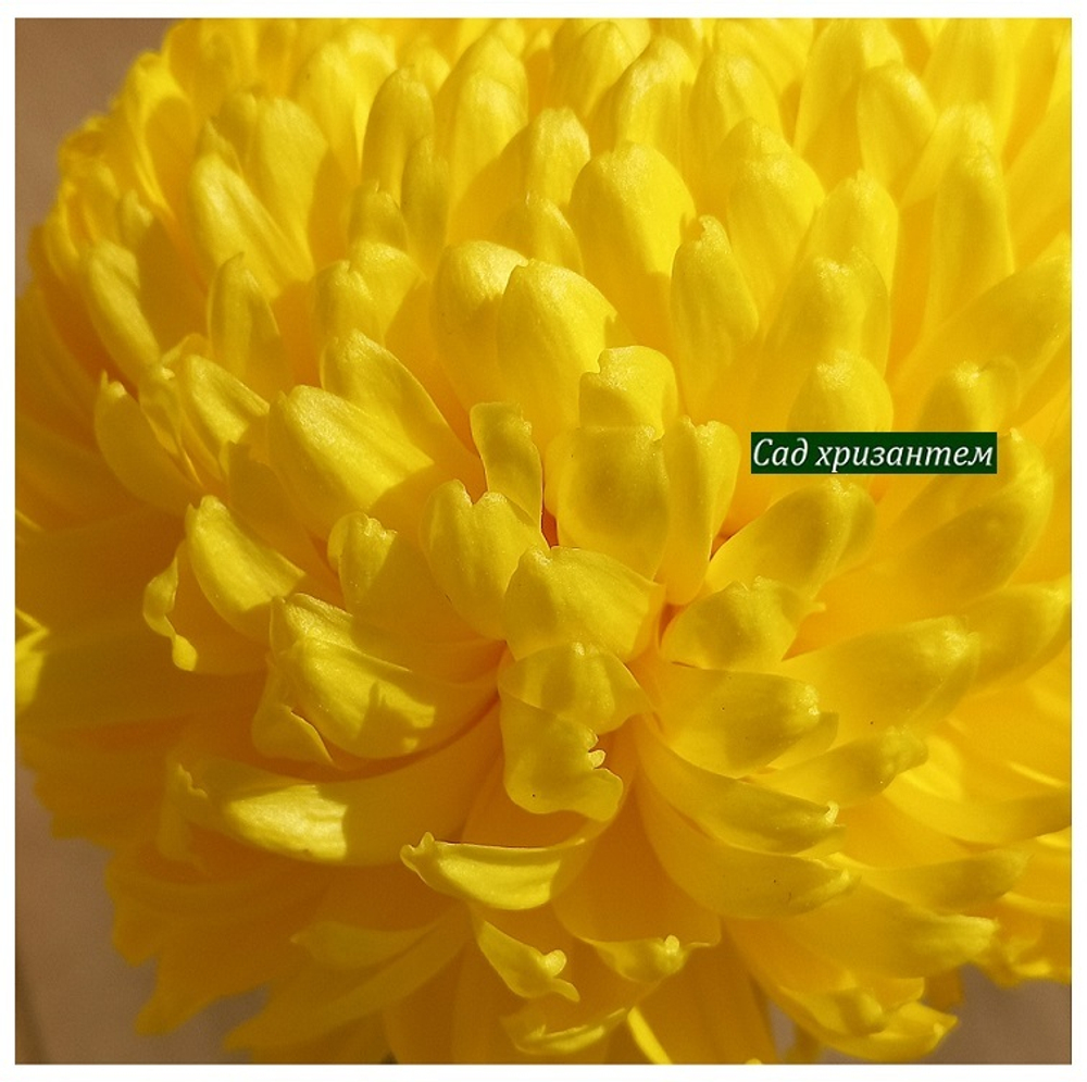 Misty Golden крупноцветковая хризантема ☘  ан 28 (временно нет в наличии)