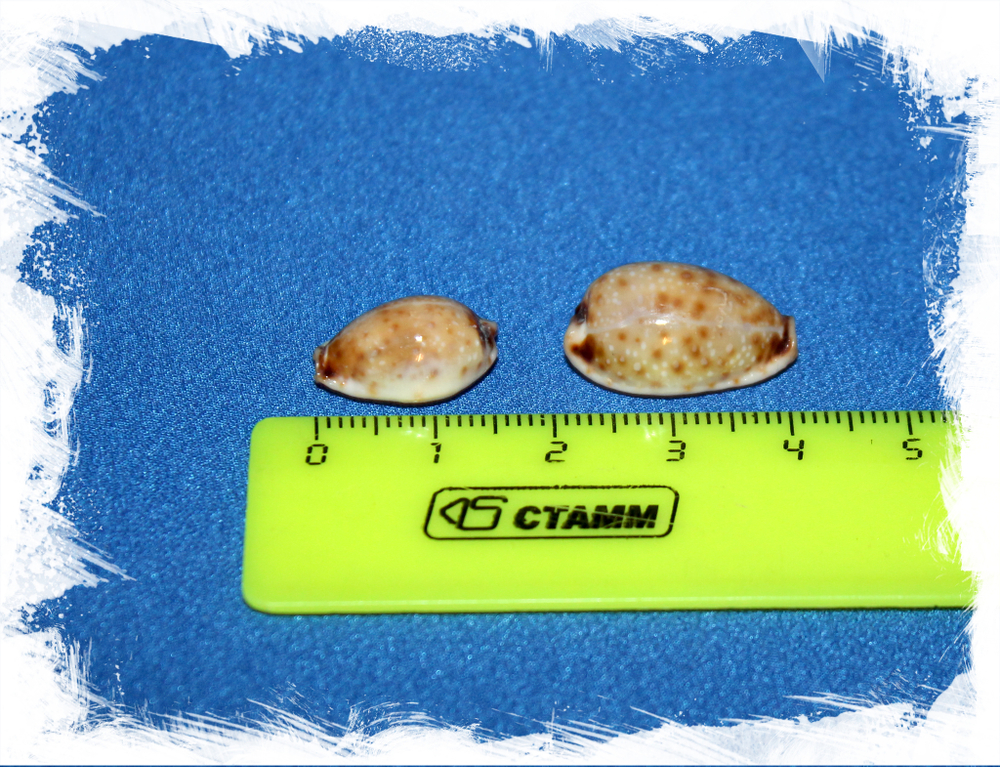 Cypraea gangranosa reentsii, Erosaria gangranosa reentsii