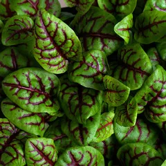 Щавель с красными прожилками на корне (лоток) / 20 гр