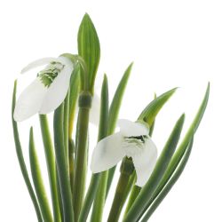 GAEM Цветочная композиция "Подснежники", L9 W9 H21 см