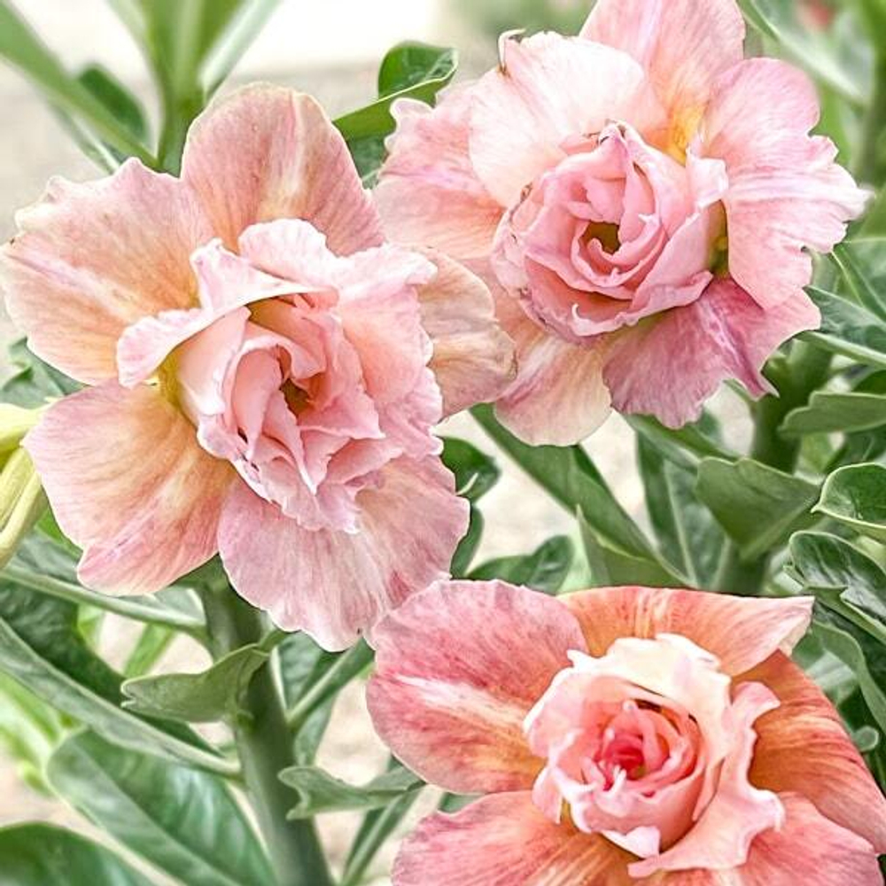 Адениум KHWAN THUNG