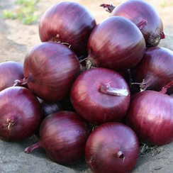 Каунтач F1 семена лука репчатого (Nunhems / Нюнемс)