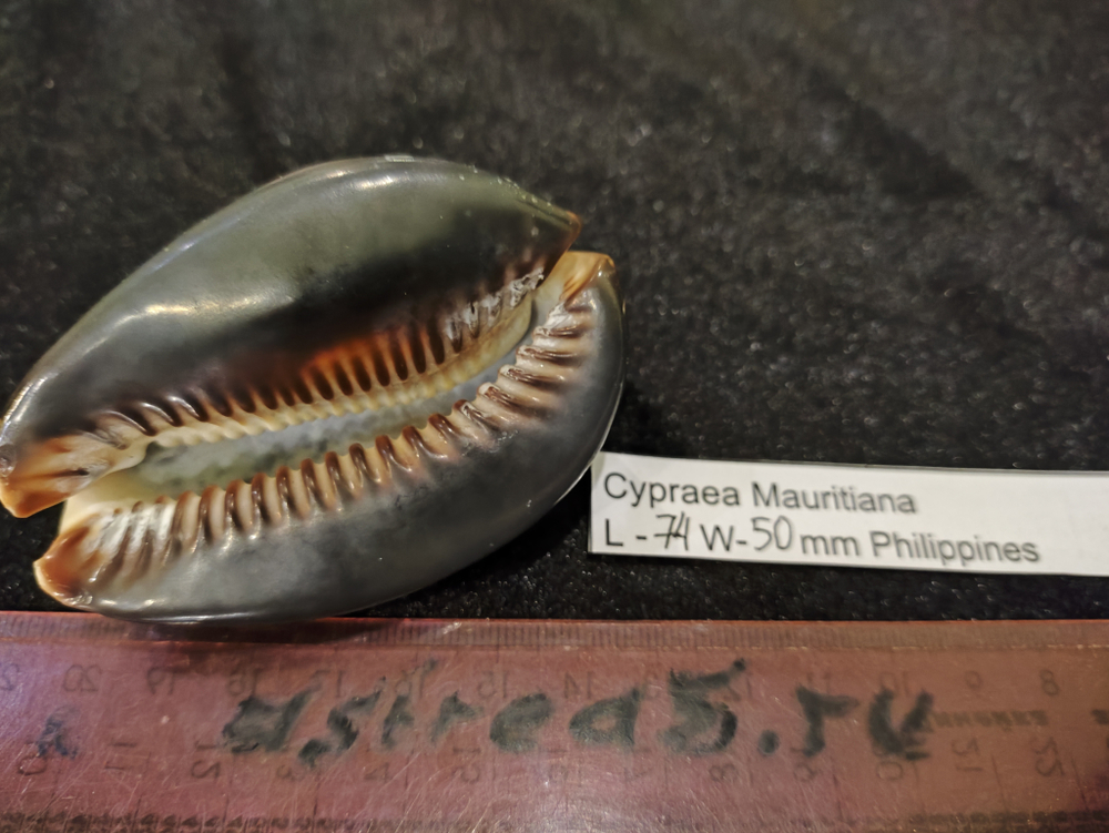 Ципрея Мавритания