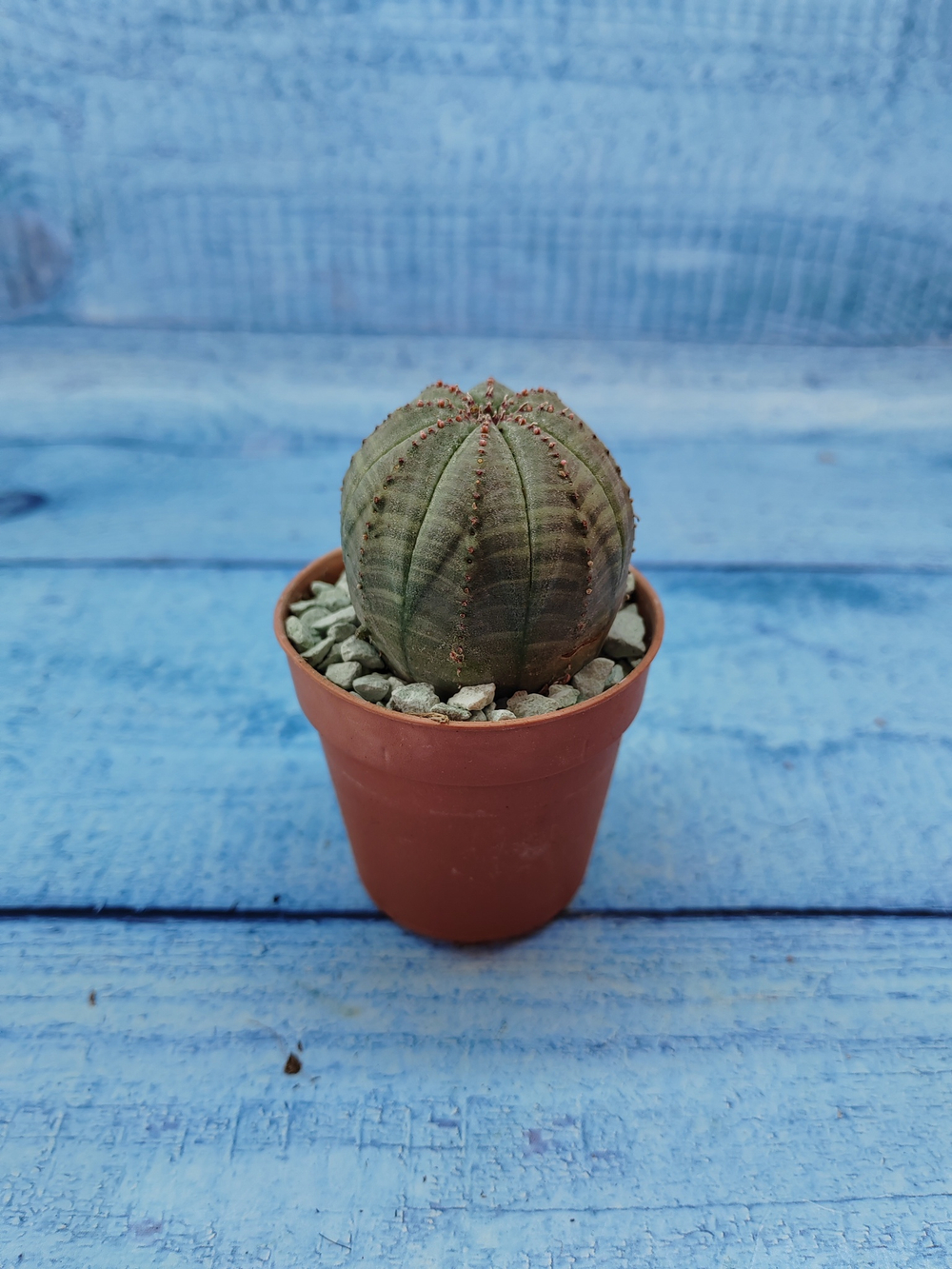 Euphoria Obesa (Эуфорбия)