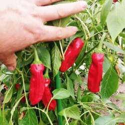Слабоострый Перец Ставрос Пепперончини — Stavros Greek pepperoncini