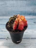 Gymnocalycium Variegata (Гимнокалициум Вариегатный)