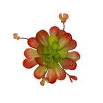 Суккулент эониум красный 18 см