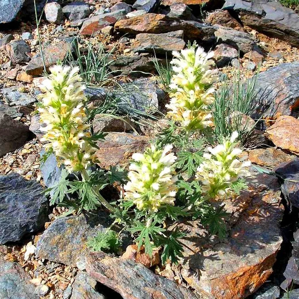 Панцерия шерстистая