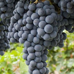 Тинта Рориз - красный сорт винограда