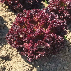 САТИН семена салата (Rijk Zwaan | Alexagro)