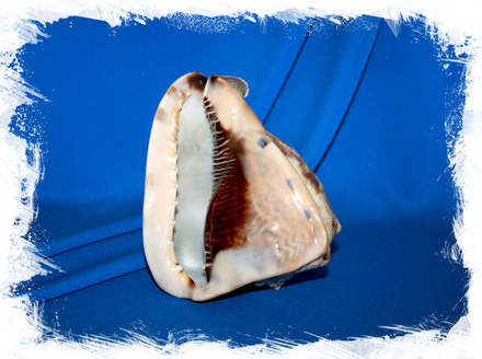 Кассис тубероса (Cassis tuberosa), 12-14см