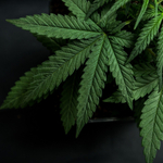 Отдушка - Каннабис