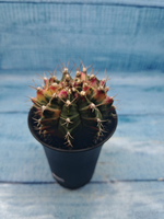 Gymnocalycium Variegata (Гимнокалициум Вариегатный)