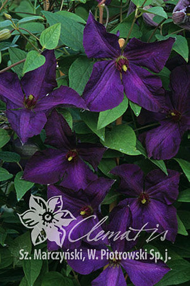 Клематис гибридный Полиш Спирит Закупка М33 апрель 2026 Клематис гибридный Полиш Спирит Закупка М33 апрель 2026