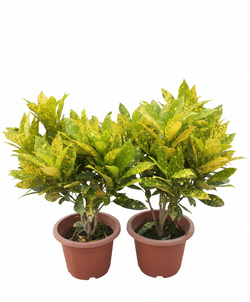 Кодиеум д.18