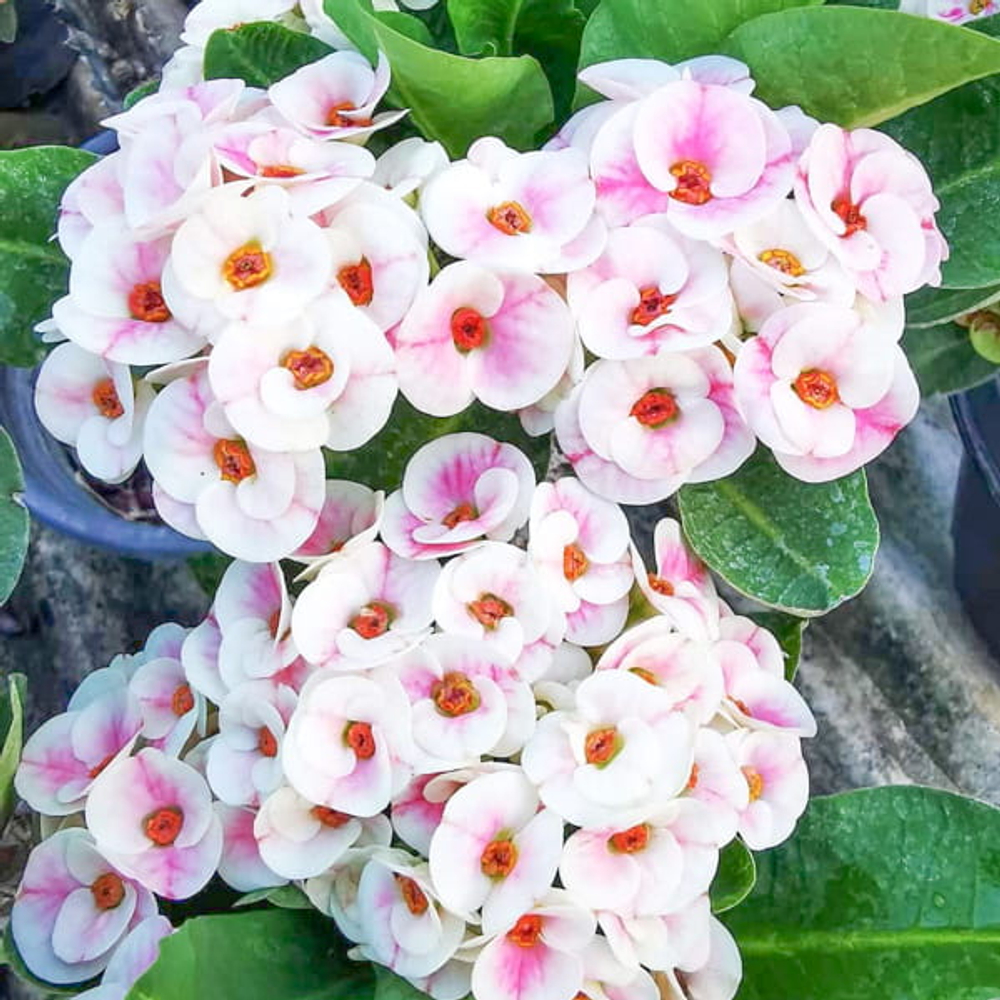 Эуфорбия Миля PINK ROSY