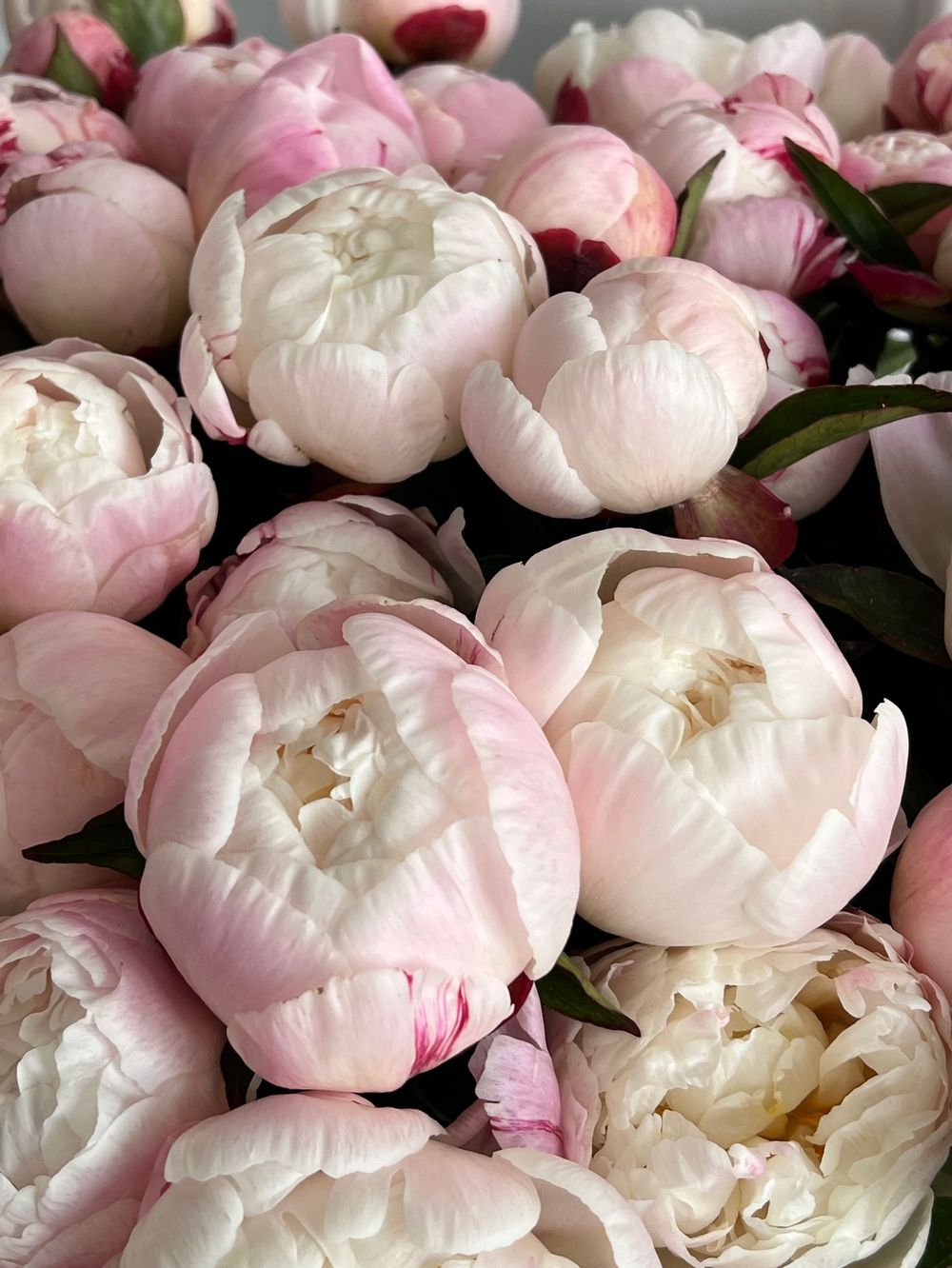 Пион в бело-розовом оттенке