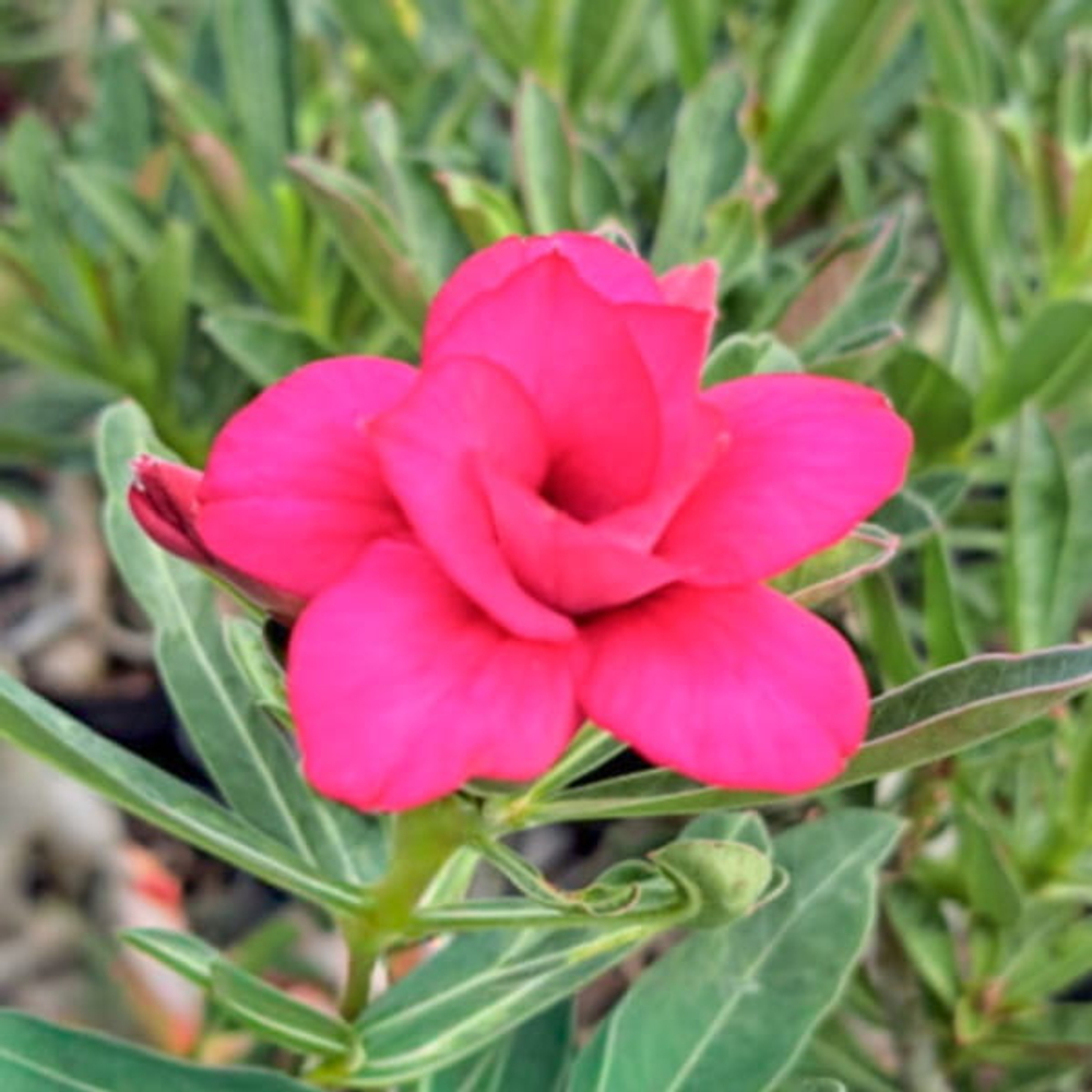 Адениум MAGENTA