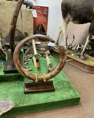 Бивень мамонта "Круговорот"