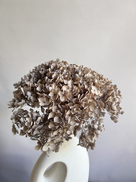 Гортензия стабилизированная коричневая