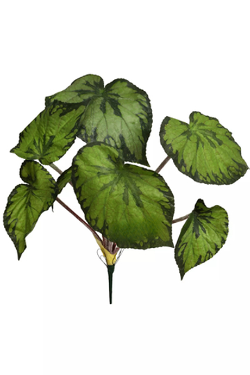 Бегония большая