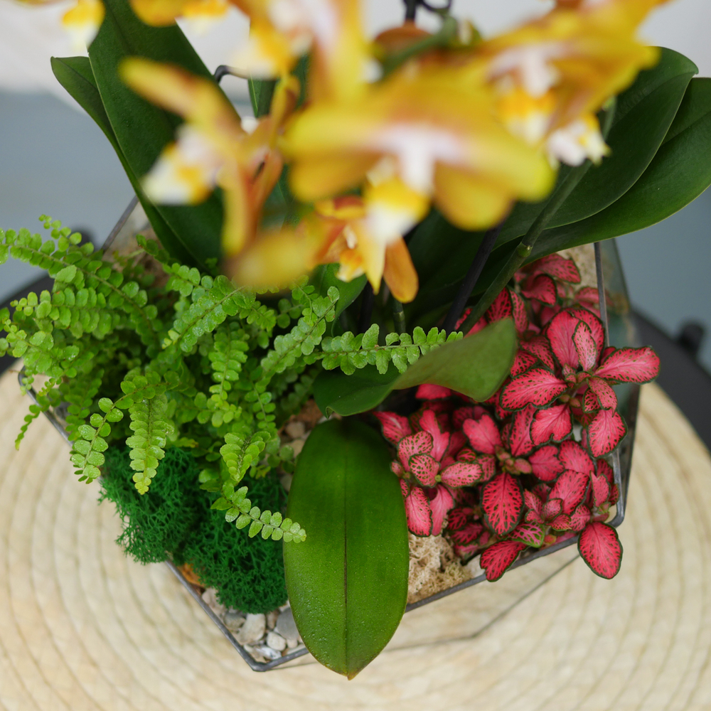 Готовый флорариум с орхидеей Голден Икос L