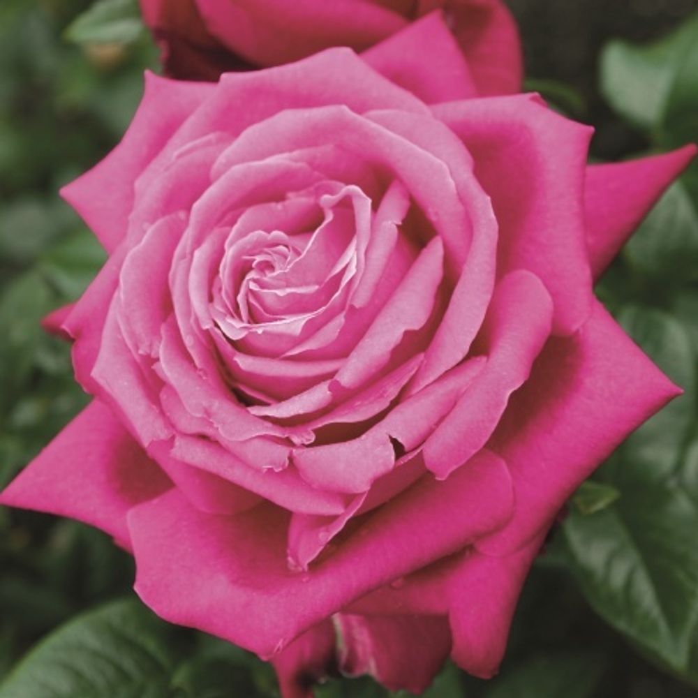 Роза чайно-гибридная Сентёр Ройал