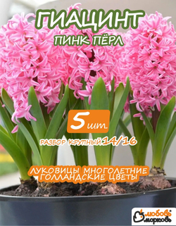 Луковицы цветов Гиацинт Пинк Перл, 5шт