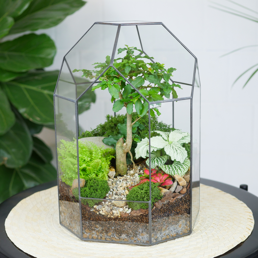 Готовый флорариум бонсай Лигуструм Бонсариум