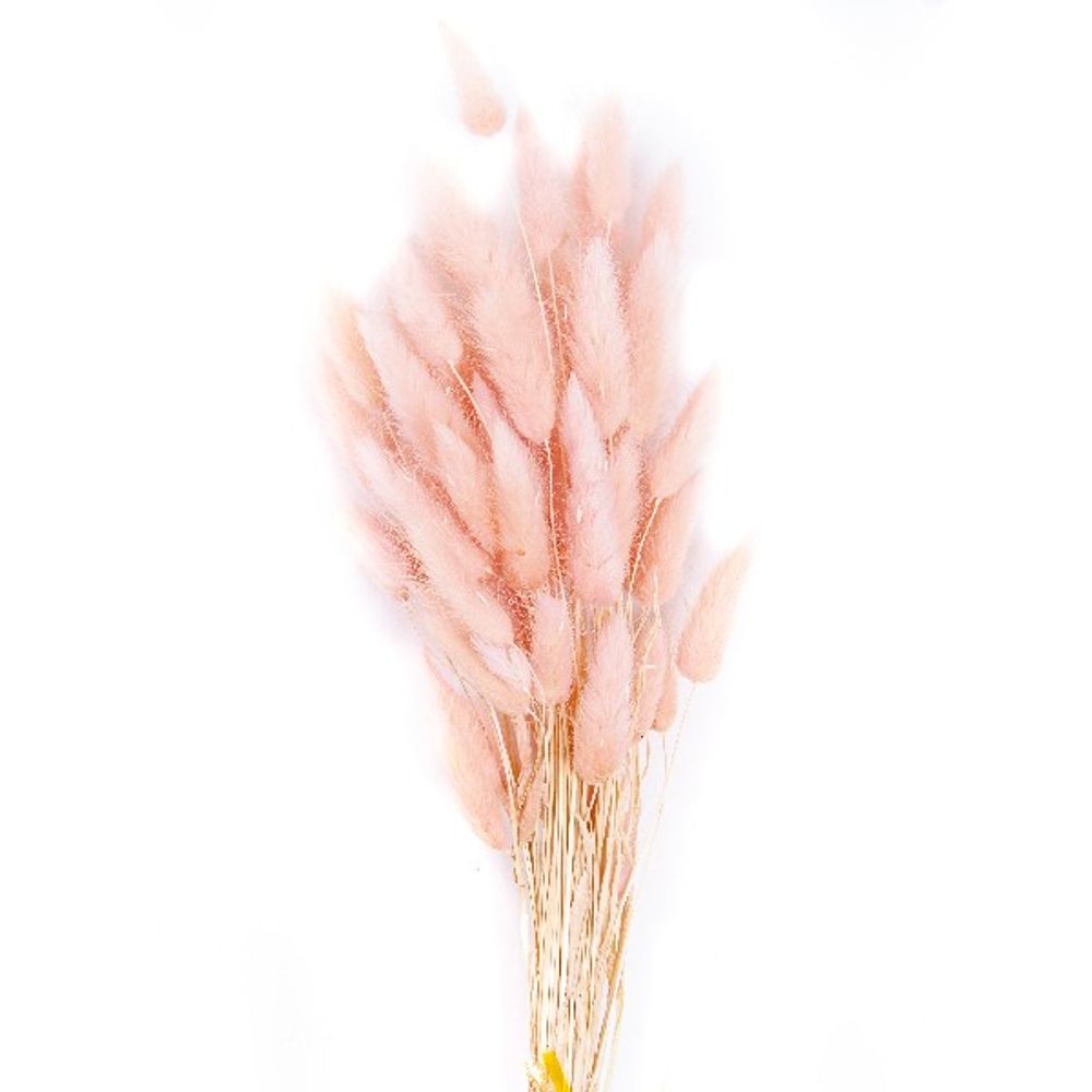 Сухоцветы ЛАГУРУС ПЕРСИК 65см 34гр
